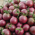 Black Cherry Tomato Seeds | Heirloom Non-GMO | Small Juicy Dark Red Tomatoes | Solanum lycopersicum