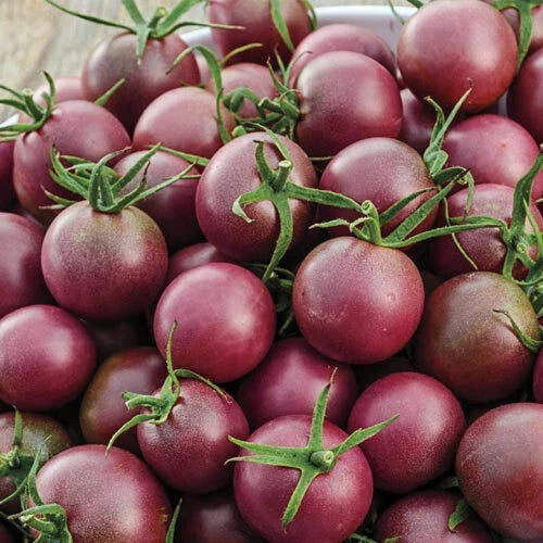 Black Cherry Tomato Seeds | Heirloom Non-GMO | Small Juicy Dark Red Tomatoes | Solanum lycopersicum