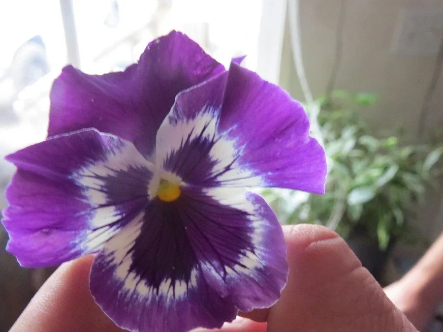 Pansy Seeds - 50 Flower Seeds - Snow Pansy Purple Blotch - Viola tricolor - Garden Flower Seeds for Beds & Containers