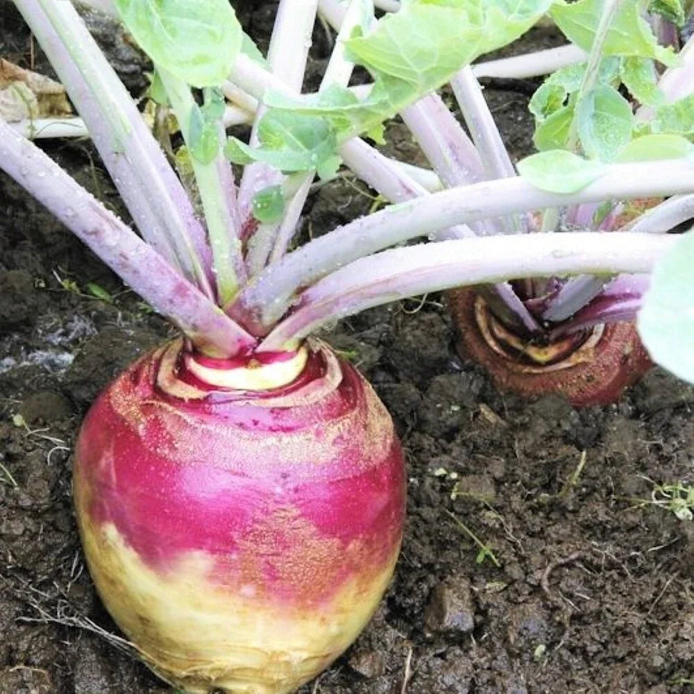 Rutabaga Seeds - American Purple Top Variety - Brassica napus - Heirloom, Non-GMO, Fall Harvest, Vegetable Gardening