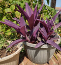 Purple Heart Cuttings - Tradescantia pallida - Easy to Grow Perennial Plant - Vibrant Purple Foliage - 3 Pack