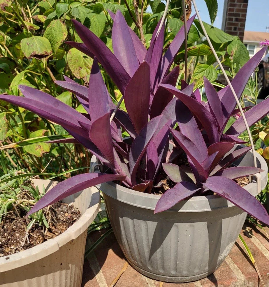Purple Heart Cuttings - Tradescantia pallida - Easy to Grow Perennial Plant - Vibrant Purple Foliage - 3 Pack
