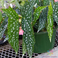 My Special Angel Begonia Seeds - 25+ Pack, Vibrant Blooms, Indoor & Outdoor, Begonia spp.