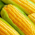 Golden Bantam Corn Seeds - Non-GMO Heirloom Organic Sweet Corn Seeds Zea mays