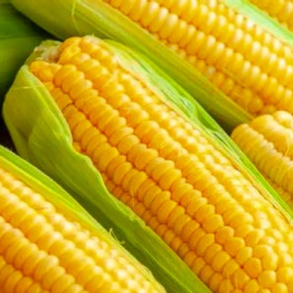 Golden Bantam Corn Seeds - Non-GMO Heirloom Organic Sweet Corn Seeds Zea mays