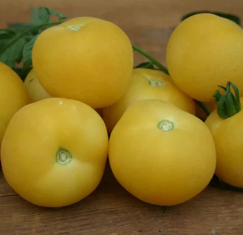 Peach Tomato Seeds, 100+ Beefsteak, Indeterminate, Solanum lycopersicum, Organic Vegetable Garden Seeds