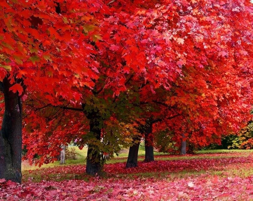 Red Maple Tree Seedlings - Live Acer rubrum for Landscaping, Garden, and Shade Planting