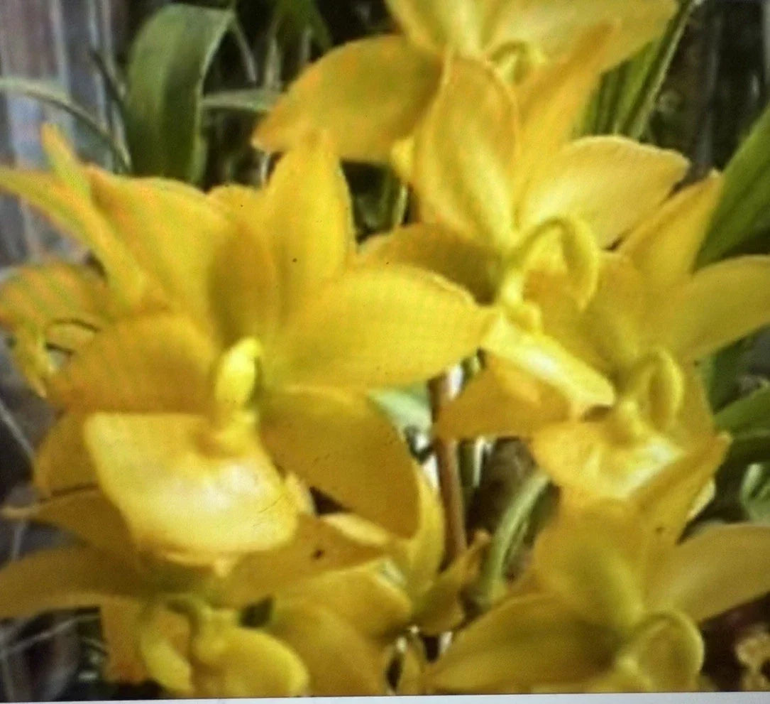 Bare Root Orchid Plant - Cycnoches ventricosum Small Bulb for Indoor & Outdoor Gardening