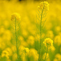 Mustard Seeds for Microgreens & Cover Crop – Non-GMO Brassica juncea, Pest-Resistant, 3000+ Seeds Seed Packet