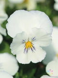 White Pansy Seeds, Viola tricolor var. hortensis, Spreading Plentifall, Garden Flower Bed, Container Planting, Annual