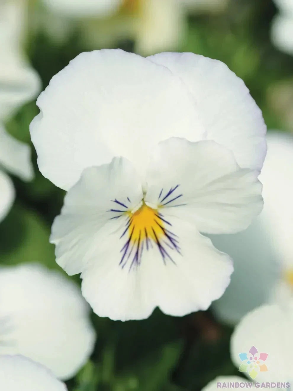 White Pansy Seeds, Viola tricolor var. hortensis, Spreading Plentifall, Garden Flower Bed, Container Planting, Annual