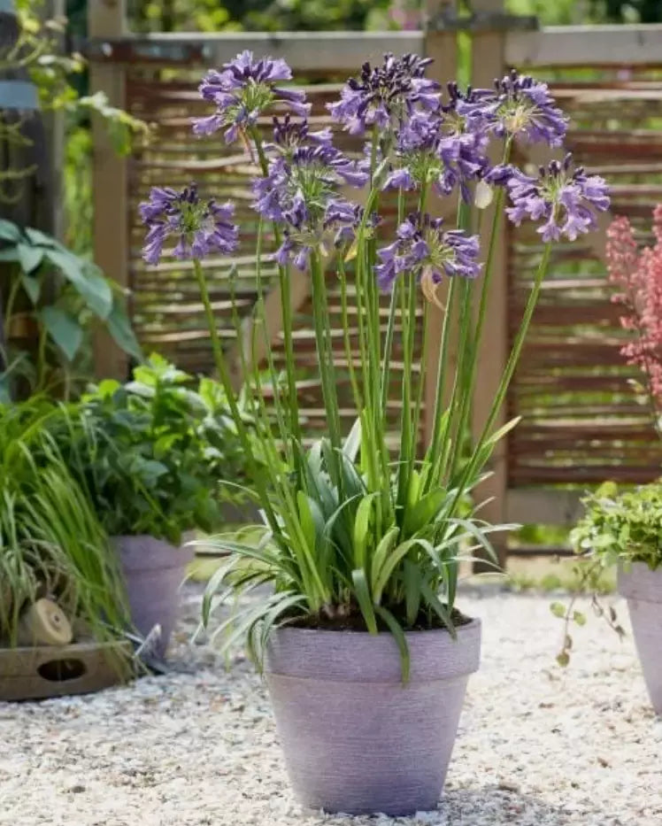 Lily of the Nile Plant - Rooted Adult Agapanthus africanus - Blue & White Flowers - Ready to Plant