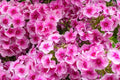Phlox Seeds 100+ Count Monica Lynden-Bell Phlox paniculata Perennial Garden Flower Seeds