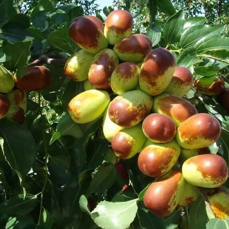 Jujube Cuttings 5pcs Sherwood Variety Chinese Red Date Tao Tau Hong Tao Ziziphus jujuba