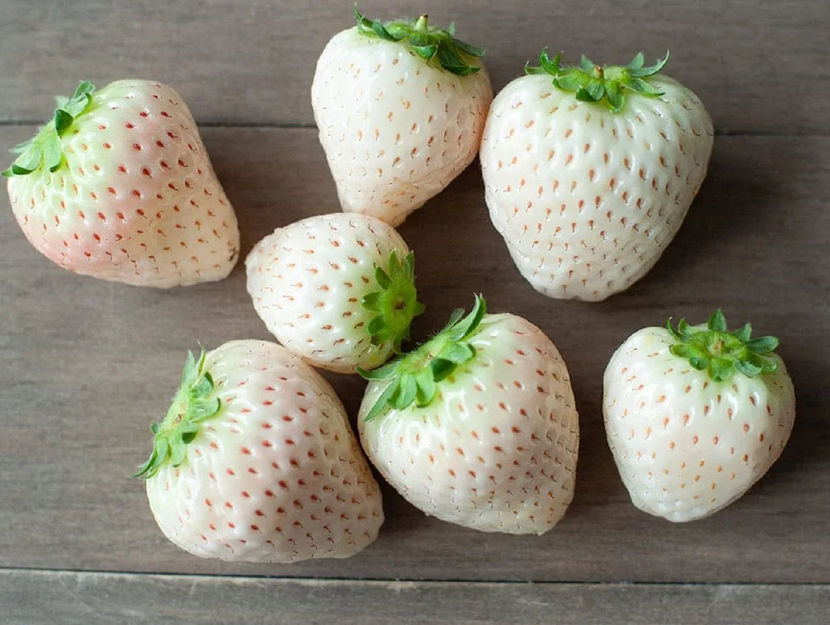 White Strawberry Seeds - 500+ Pineberry Seeds - Unique White Fruit - Fragaria × ananassa - Made in USA