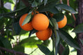 Hardy Orange Bonsai Tree Seeds - Citrus sinensis - Cold Tolerant Citrus Seeds for Bonsai Cultivation