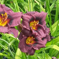 Hemerocallis 'Siloam Plum Tree' Daylily Bare Root – Purple Flowering Perennial Plant with Yellow Throat