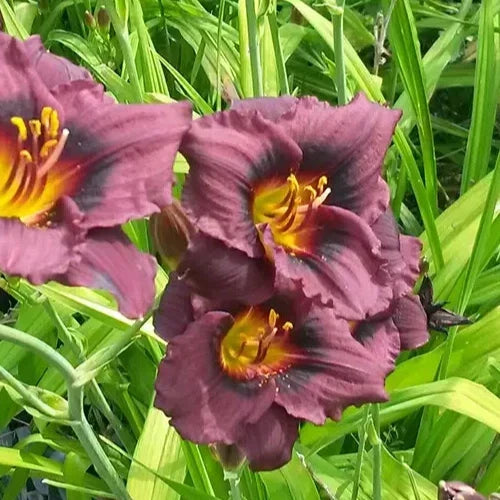 Hemerocallis 'Siloam Plum Tree' Daylily Bare Root – Purple Flowering Perennial Plant with Yellow Throat