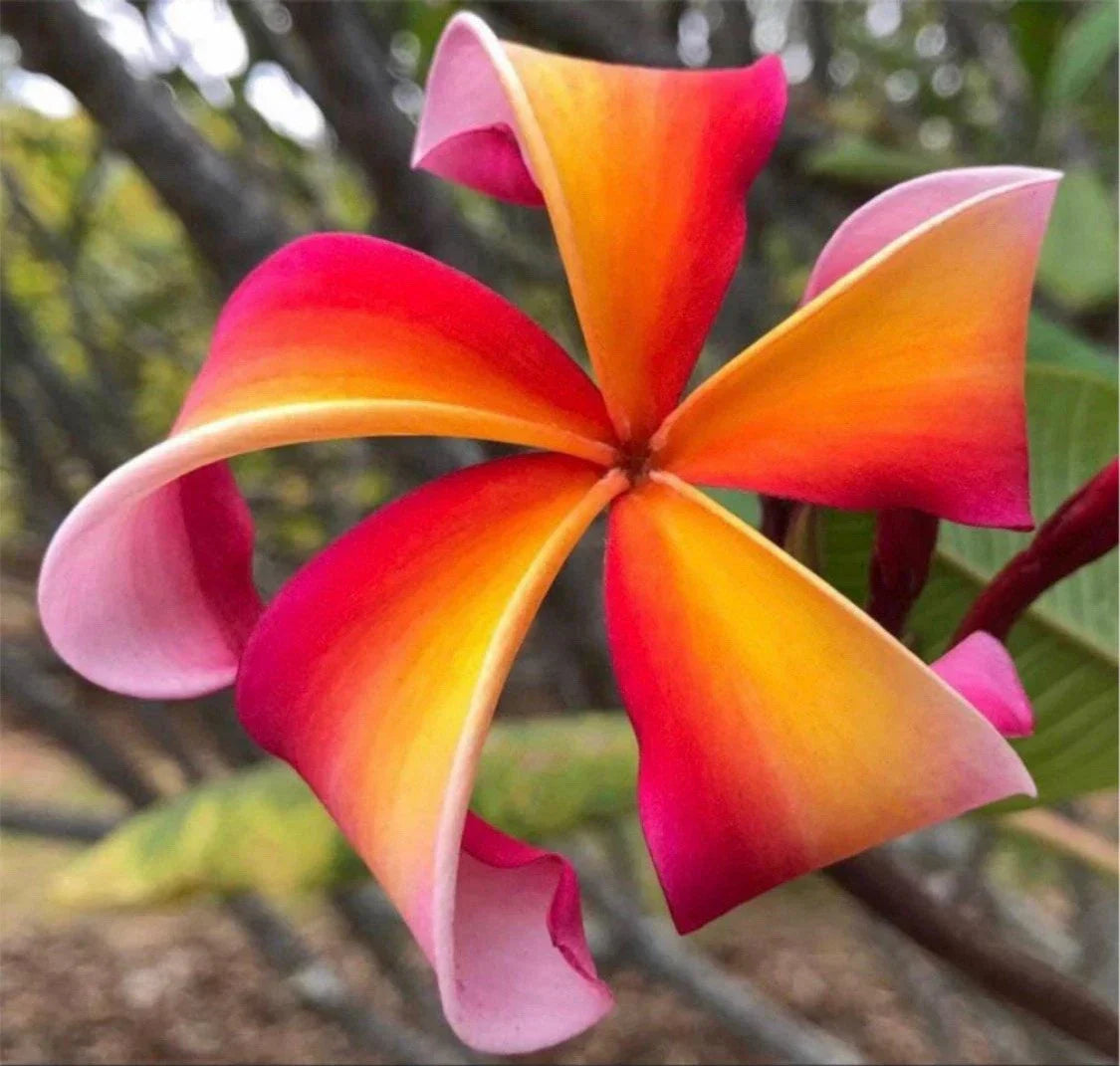 Rooted Plumeria Cutting 13" Teresa Wilder Tropical Flowering Plant - Fragrant, Easy Care, Indoor Outdoor Garden