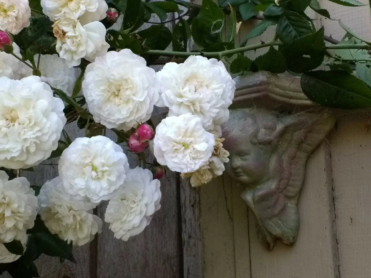 Rambler Rose Plant Bare Root | Felicite et Perpetual Climbing Rose | Rosa 'Felicite et Perpetuelle'