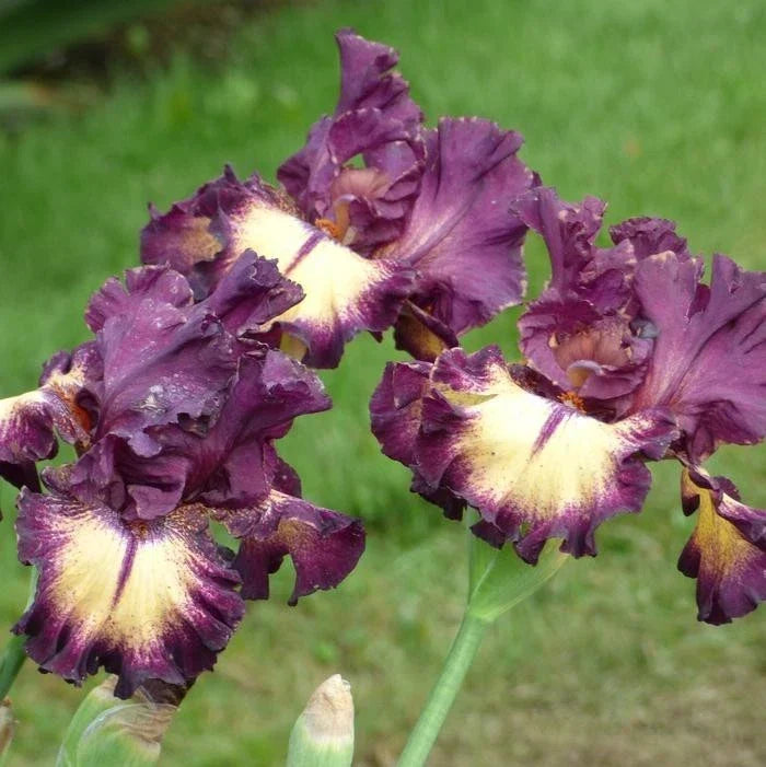Iris Rhizome - Blood Moon Variety - Deep Red Flowers with Yellow Accents - Iris Germanica Perennial Plant