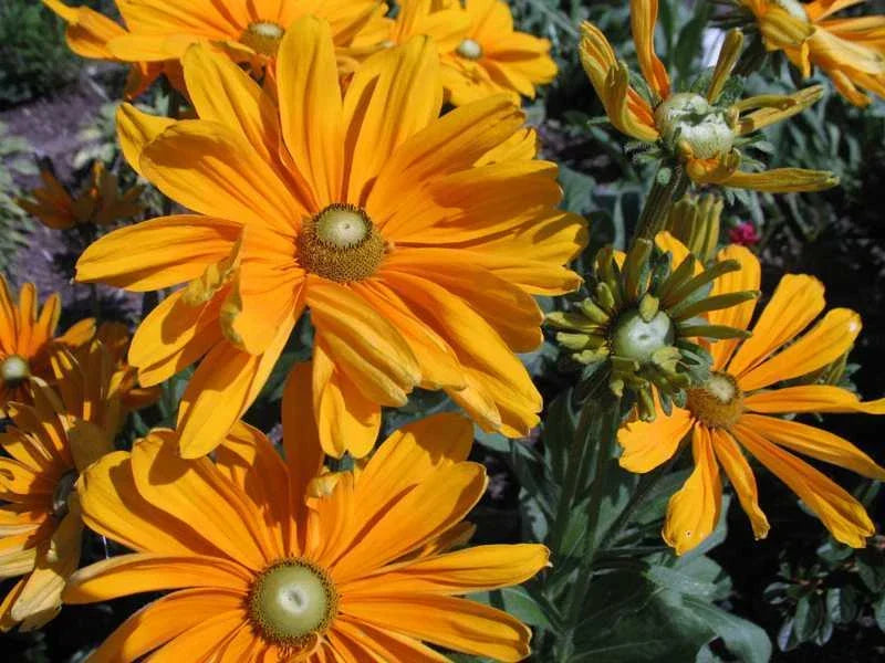 Rudbeckia Irish Spring Seed Packet - Black-Eyed Susan Flower for Arrangements, Long Vase Life, Pollinator Attractant
