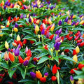 Colorful Pepper Plant Seeds | 25+ Capsicum annuum Exotic Varieties for Gardening