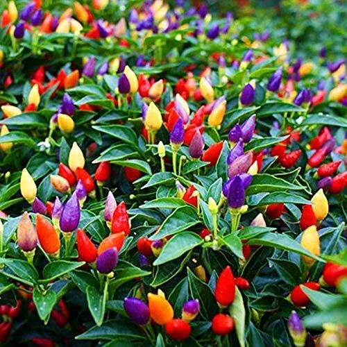 Colorful Pepper Plant Seeds | 25+ Capsicum annuum Exotic Varieties for Gardening