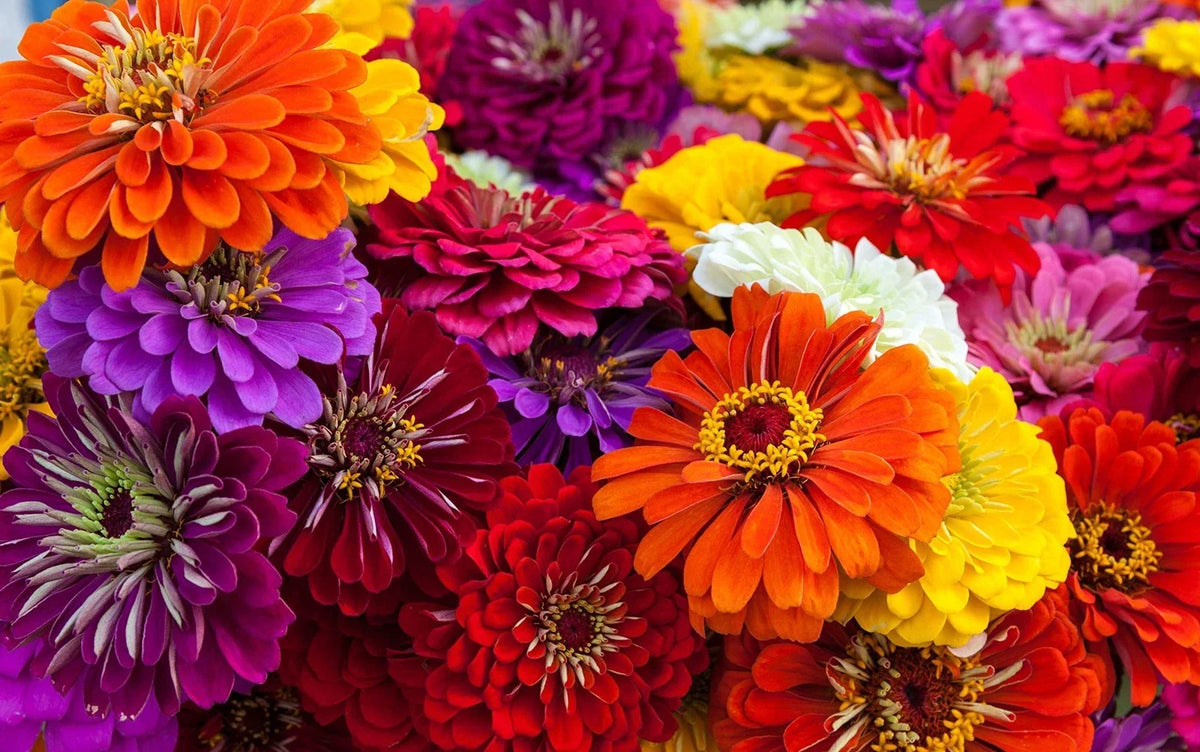 Giant California Zinnia Seeds - 250+ Vibrant Mixed Colors - Zinnia elegans - Full Sun Annual Flower Seeds