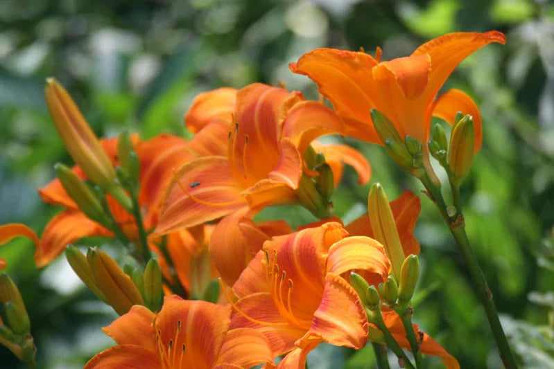 Orange Day Lily Bare Root Plants - 'Tawny Ditch Lily' Hardy Aquatic Perennial for Pond and Bog Gardens, Hemerocallis fulva