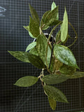 Hoya Rangsan 1 Node Cutting - Rare Indoor Plant Propagation - Vining Hoya sp. for Indoor Gardens
