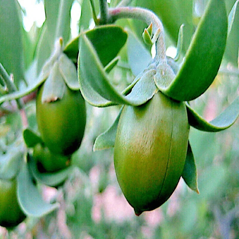 Jojoba Tree Seeds - Organic Simmondsia chinensis - Drought-Resistant Evergreen Shrub for Oil Production, Grow Your Own