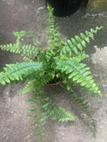Rooted Boston Fern Plant - Indoor/Outdoor Decor - Nephrolepis exaltata - Lush Green Foliage in 6-Inch Pot