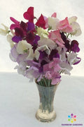 Sweet Pea Seeds Mixture – 50+ Assorted Flower Seeds for Climbing & Garden Borders – Lathyrus odoratus