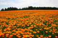 California Poppy Seeds - 500+ Bright Orange Eschscholzia californica Seeds for Garden, Wildflower, Border Plant
