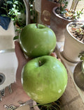 Organic Granny Smith Apple Seeds - Heirloom Fruit Tree - 5 Pack - Malus domestica - Home Gardening