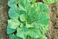 Champion Collard Greens Seeds - 601+ Pack, Brassica oleracea var. viridis, Hearty, Fast-Growing Vegetable for Garden & Patio