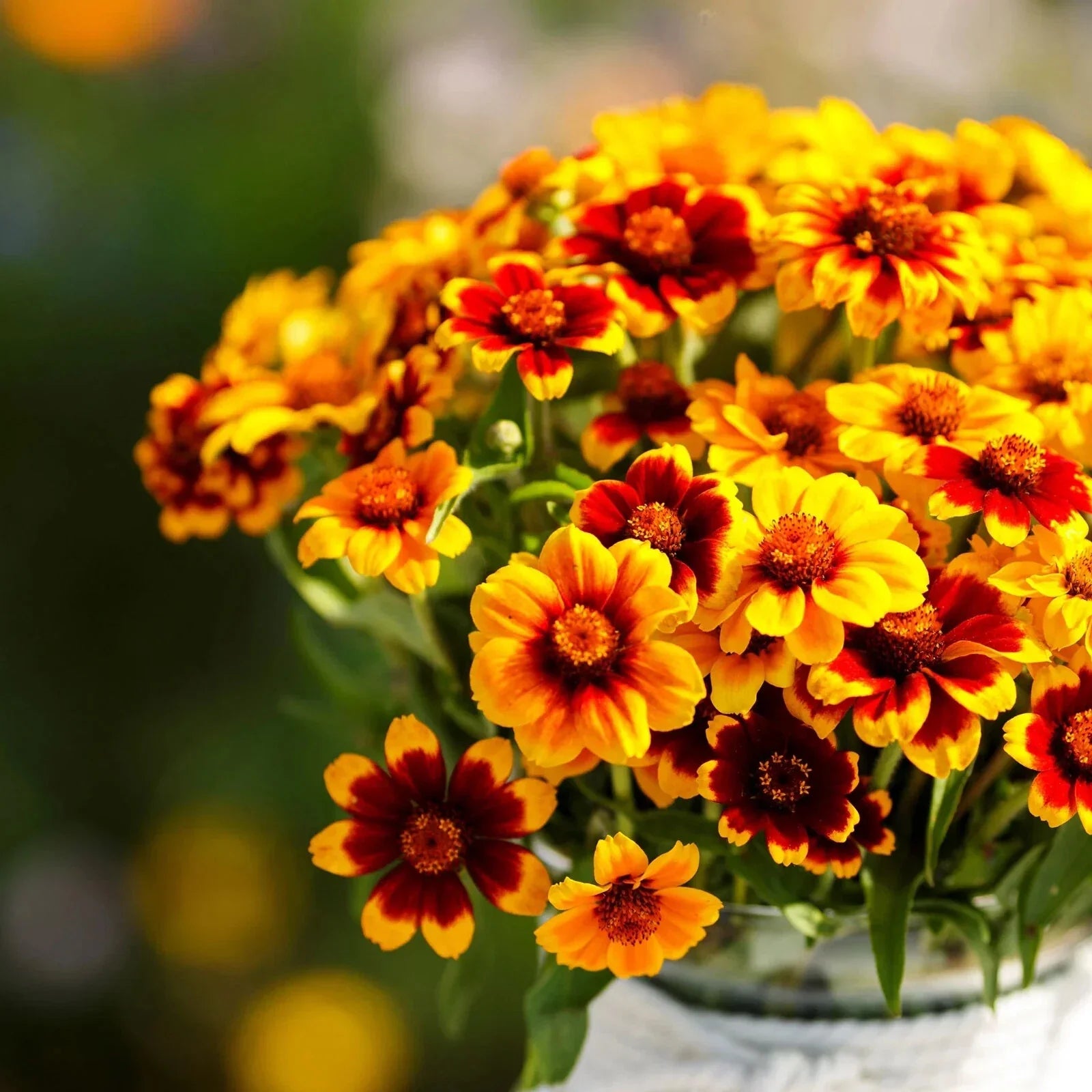 Mexican Persian Carpet Zinnia Seeds - Colorful Garden Flowers - Zinnia elegans - 100+ Seeds