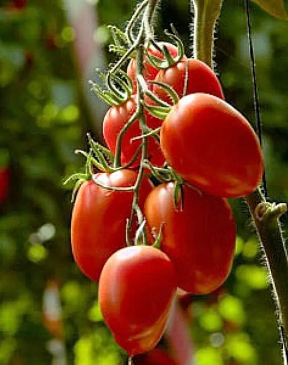 Organic Heirloom Rio Grande Tomato Seeds – Non-GMO, Solanum lycopersicum, 10+ Seeds for Home Gardens & Containers
