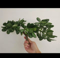Succulent Plant Thick Cutting Jade Plant Crassula ovata for Home Decor and Gardening, 0.75-1 Inch Diameter