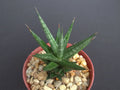 Sansevieria Francisii 4" Pot | Rare Exotic Succulent for Outdoor Garden
