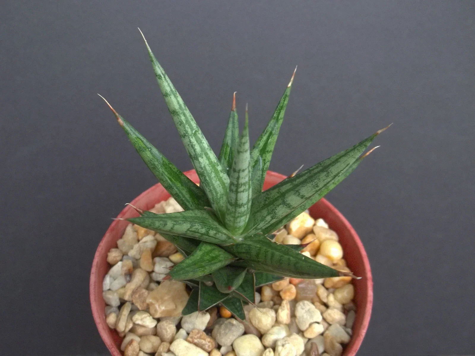 Sansevieria Francisii 4" Pot | Rare Exotic Succulent for Outdoor Garden