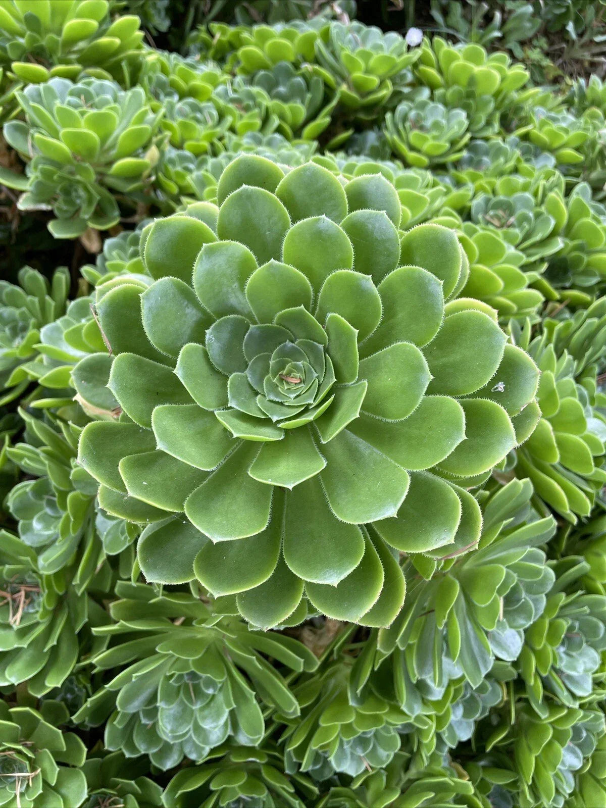 Rare Aeonium Arboreum Irish Rose Succulent Cuttings - Green Indoor & Outdoor Plants for Gardening