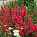 Raspberry Hyssop Seeds - 100 Perennial Agastache Rugosa Flower Seeds for Pollinators & Garden | Full Sun to Partial Shade