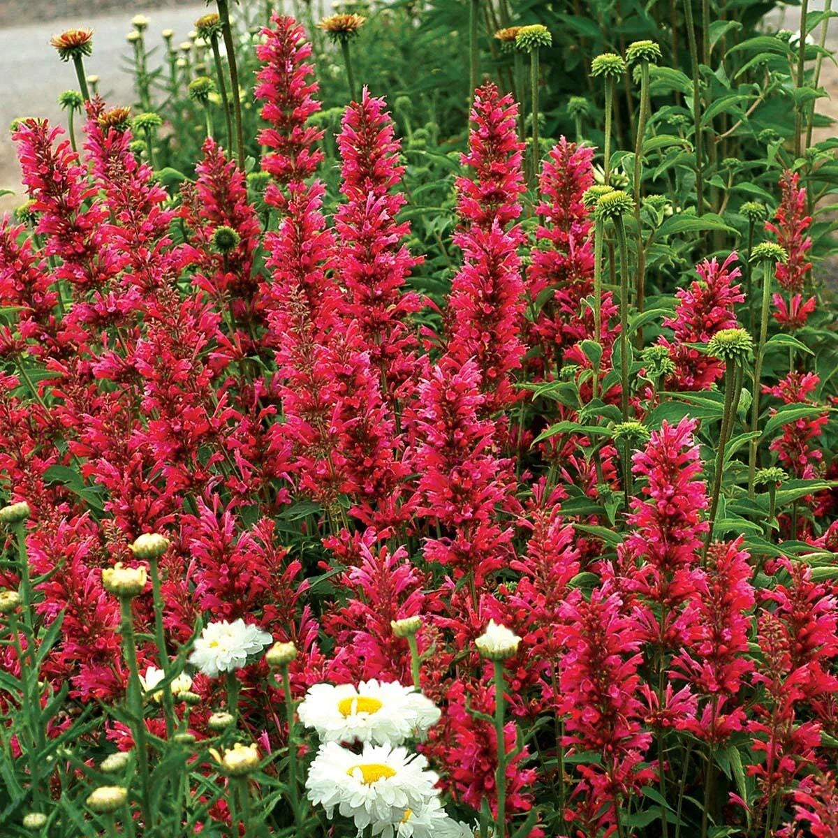 Raspberry Hyssop Seeds - 100 Perennial Agastache Rugosa Flower Seeds for Pollinators & Garden | Full Sun to Partial Shade
