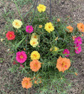 Portulaca Seeds - 100 Organic Moss Rose Mix - Edible Flowers, Drought-Tolerant, Full Sun, Purslane, Annual, Garden & Container Plant