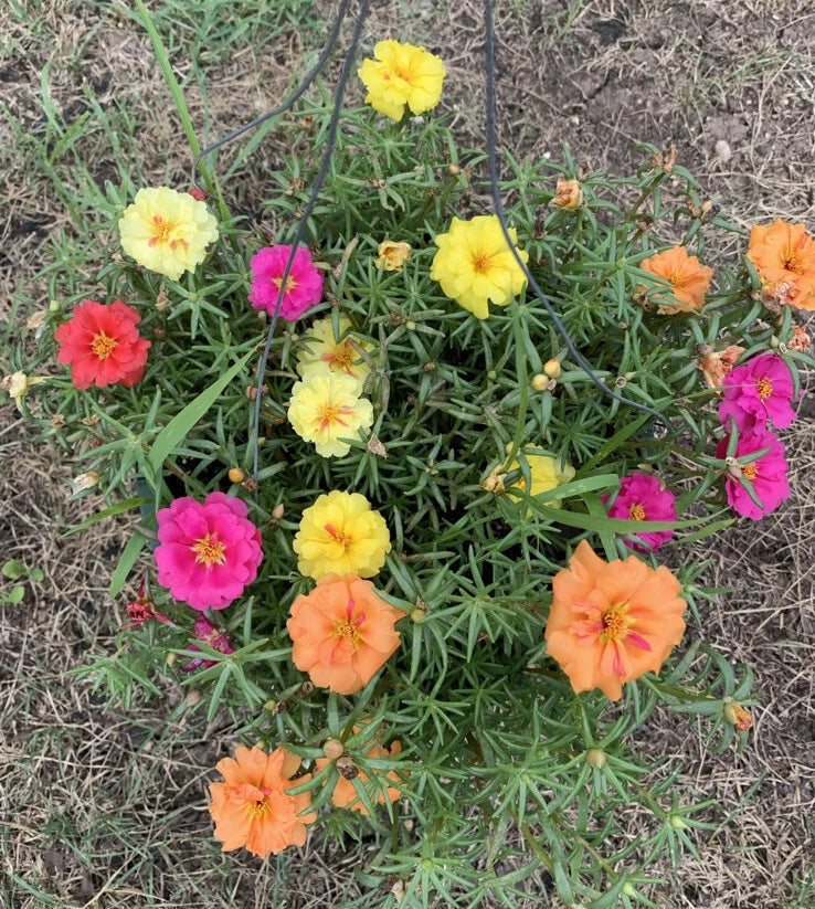 Portulaca Seeds - 100 Organic Moss Rose Mix - Edible Flowers, Drought-Tolerant, Full Sun, Purslane, Annual, Garden & Container Plant