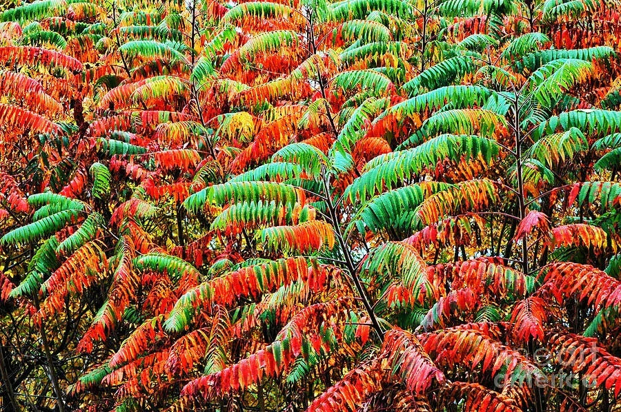 Smooth Sumac Shrub Bare Root 12+ Inches Rhus glabra Edible Berries Fall Color Drought Tolerant