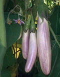 Bride Eggplant Seeds - 40 Organic Non-GMO Heirloom Vegetable Seeds - Solanum melongena for Home Garden & Container Growing