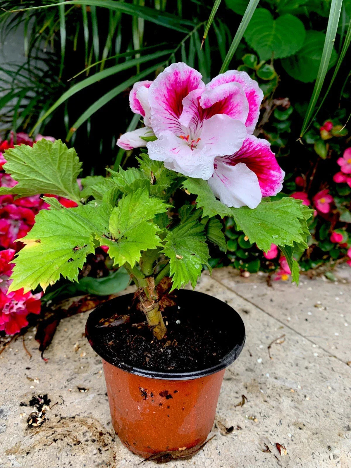 Geranium Live Plant in 3-Inch Pot, White and Purple Blooms, Pelargonium zonale, Perennial Indoor Outdoor